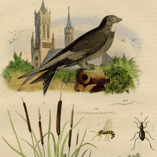 Histoire naturelle oiseau - naturelle,