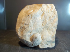 MINÉRAUX.  GRÈS COQUILLIER. ROCHE SÉDIMENTAIRE DÉTRITIQUE.  Alpes Haute Provence