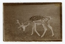 PHOTO amateur SNAPSHOT, un daim deer en marche mouvement  bois