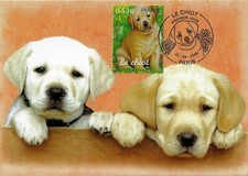 France, CM 2006, le chiot, chien, bébé, animaux, faune, labrador