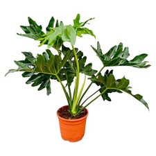 Philodendron seloum plante - seloum,