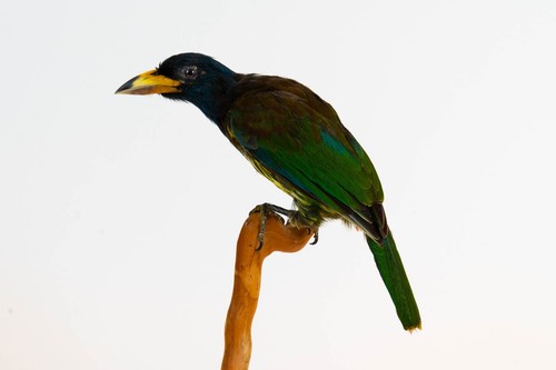 Taxidermy great barbet stand - taxidermy,