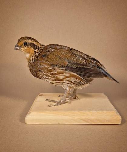 Bobwhite quail taxidermy - bobwhite, mount