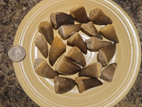 Mosasaur tooth cretaceous - tooth,