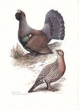 Planche 204 Histoire Naturelle