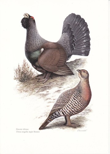 Planche 204 histoire naturelle - planche,