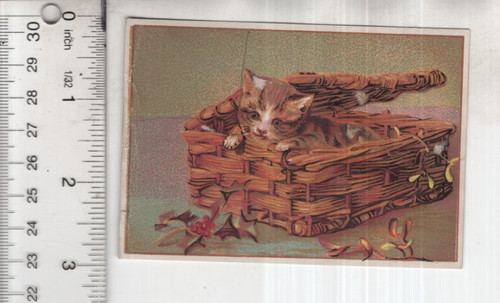 Kitten basket with holly - in,