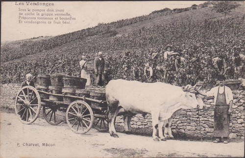 Cpa scene vendanges edit - cpa,