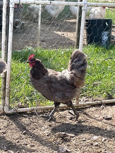Blue maran hatching - 6,