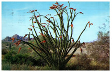 Fleur D'Ocotillo Dans Le Désert Chaque Printemps Carte Postale