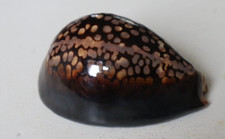 collection coquillage CYPRAEA MAURITIA MAURITIANA PORCELAINE 70mm MADAGASCAR