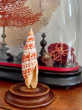 Gros coquillage Mitra Mitra