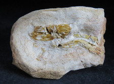 Crevette fossile incluse dans nodule siliceux / fossil shrimp / Haute Saône / Fr