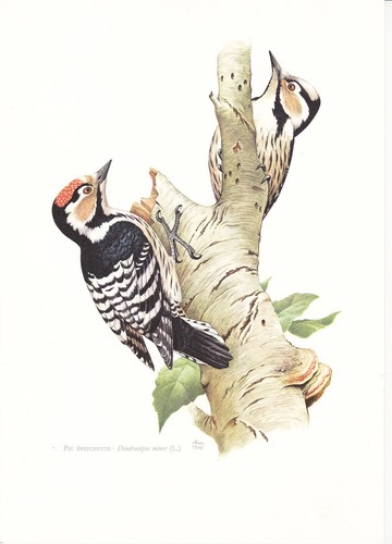 Planche histoire naturelle - 98,