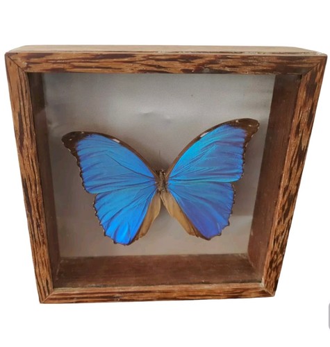 Superbe taxidermie papillon - superbe,