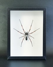 Araignée naturalisée : Trichonephila inaurata - (insecte entomologie taxidermie)