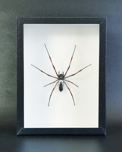 Araignée naturalisée - ,