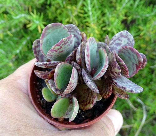 Kalanchoe humilis plante - kalanchoe,