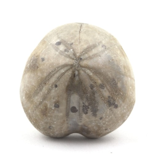 Oursin fossile toxaster - oursin,