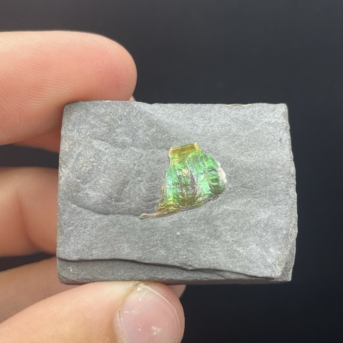 Iridescent ammonite fossil - iridescent,