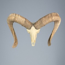 003MU Trophée de chasse de