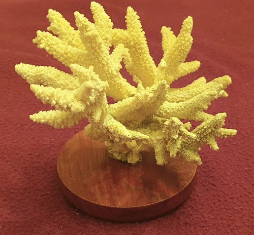 Veritable bloc corail - veritable,