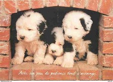 Carte postale animaux - carte,