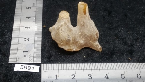 Amber stone - amber, rep)