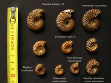 Lot de 10 ammonites albiennes en pyrite (Hoplites, Lyelliceras, Douvilleiceras)