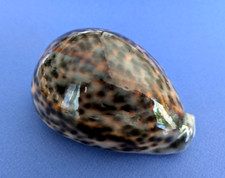 Cypraea Tigris 107,5 mm Gem Madagascar " Superbe et grand spécimen "