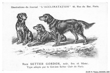 CD-BFP1-0928-CHIEN - Race