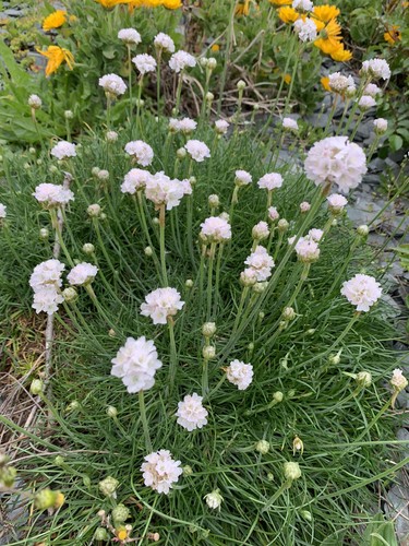 Graines armeria maritima - *armeria,