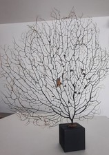 curiosité , taxidermie 