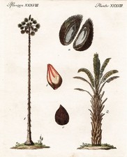 Palmiers Palmier Huile