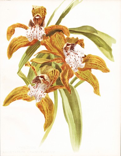 Cymbidium tracyanum - cymbidium,