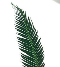 Dioon califanoi - no encephalartos zamia