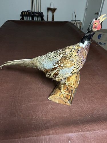 Vintage 1983 taxidermy - 1983,