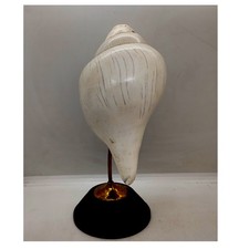 Antique Tibétain Moine Conque Trompette Conque Coque, Moine Trompette, PC2