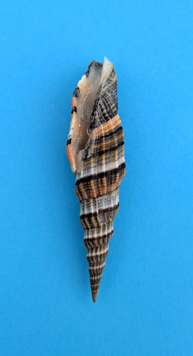 Vexillum tulearense mm - tulearense, 73,2