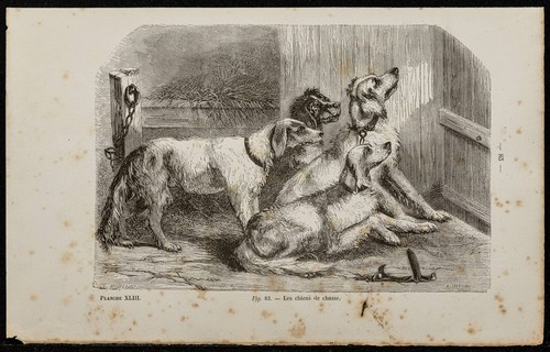1867 chiens de chasse - 1867,