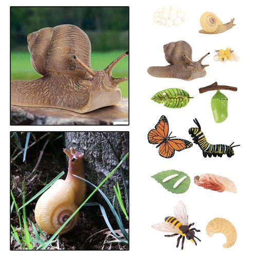 Nature insectes croissance - nature,
