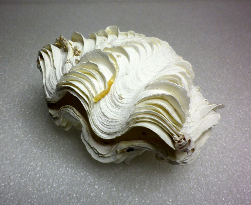 Ancien petit coquillage - ancien,