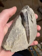 Belemnite fossile acrocoelites