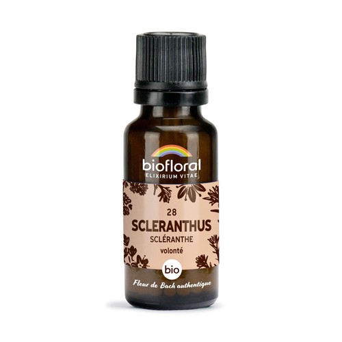 Scleranthus scléranthe - 28,