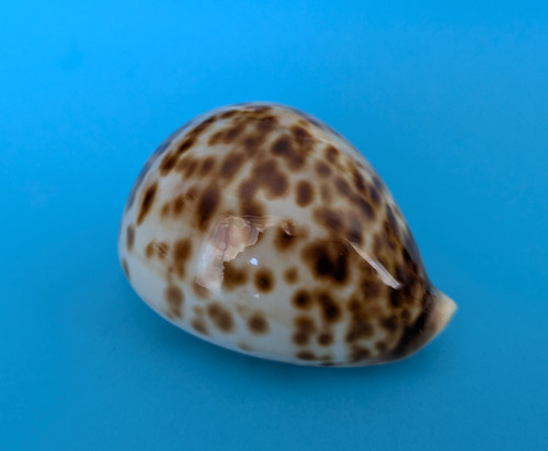 Cypraea tigris mm - cypraea,