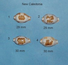 Cypraea Stolida Crossei  New  Caledonia  30 mm    N°4