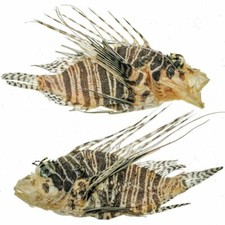 Poisson lion naturalisé - 8