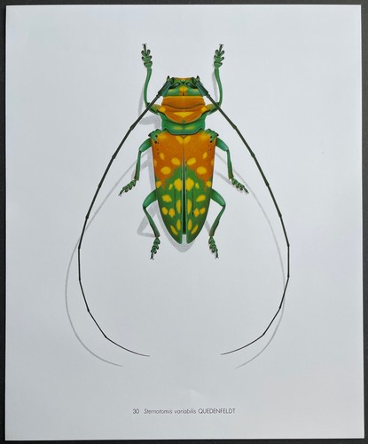 Entomologie sternotomis - entomologie,