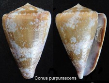 Coquillage de collection 