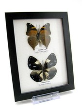 2 vrais beaux papillons